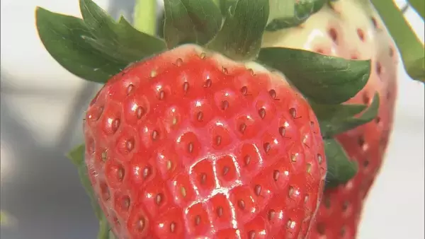 「猛暑の影響でイチゴが大きく育ちすぎ…クリスマスケーキにちょうどいいサイズが少なく「ことしのケーキ屋さんは大変困るのでは？」」の画像