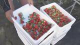「猛暑の影響でイチゴが大きく育ちすぎ…クリスマスケーキにちょうどいいサイズが少なく「ことしのケーキ屋さんは大変困るのでは？」」の画像9