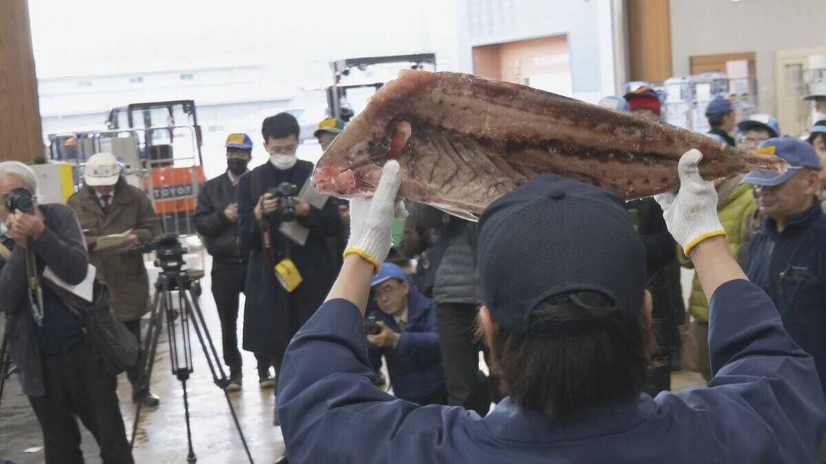 1本25万円超も 年末恒例の｢塩ぶり市｣ 寒ぶりを塩漬けにした飛騨地方の年越し･正月に欠かせないごちそう 不漁の影響は？ 岐阜･高山市