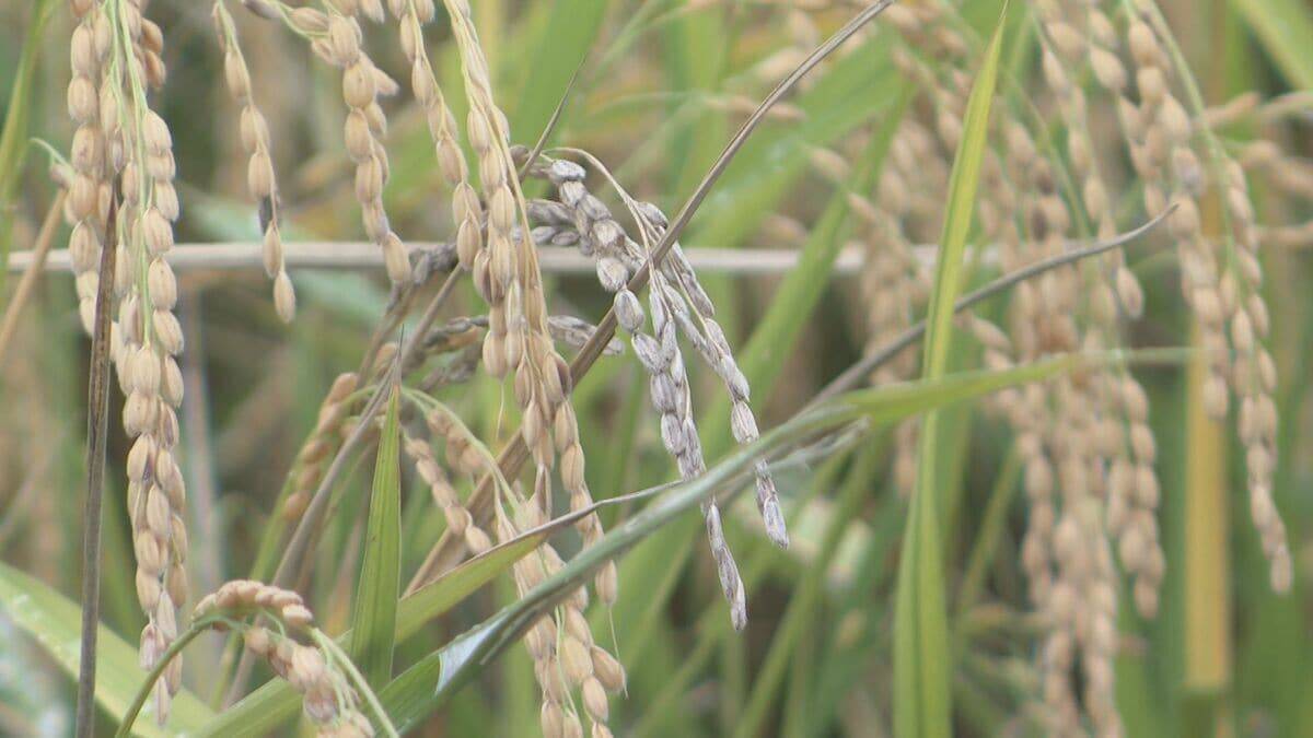 冬に夏の魚が… “なじみのない魚”をおいしく調理する三重の飲食店 近年続く伊勢エビ･アワビなど三重を代表する魚に訪れる不漁の危機