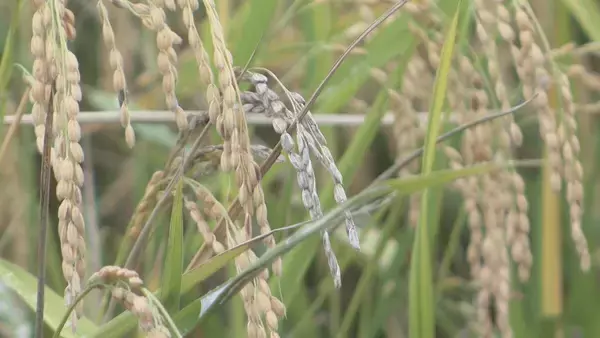 「冬に夏の魚が… “なじみのない魚”をおいしく調理する三重の飲食店 近年続く伊勢エビ･アワビなど三重を代表する魚に訪れる不漁の危機」の画像