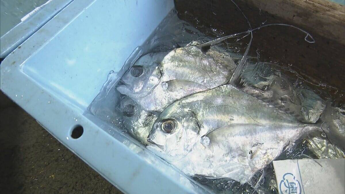 冬に夏の魚が… “なじみのない魚”をおいしく調理する三重の飲食店 近年続く伊勢エビ･アワビなど三重を代表する魚に訪れる不漁の危機