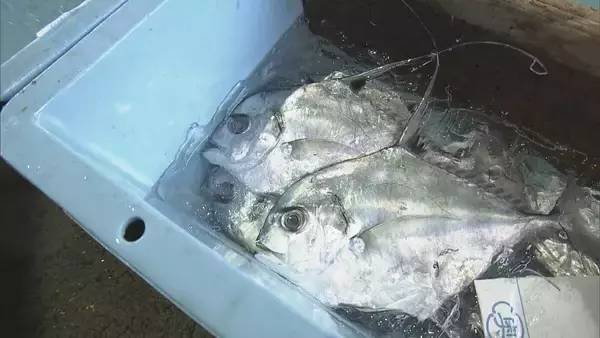 「冬に夏の魚が… “なじみのない魚”をおいしく調理する三重の飲食店 近年続く伊勢エビ･アワビなど三重を代表する魚に訪れる不漁の危機」の画像