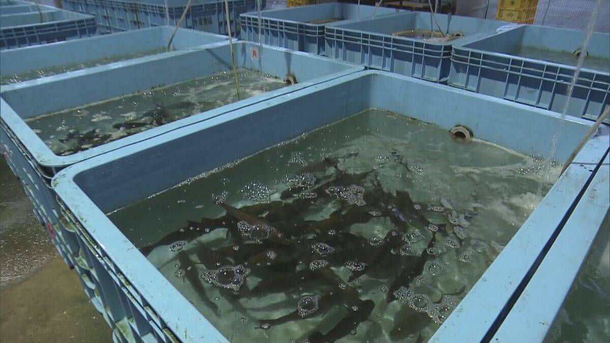 冬に夏の魚が… “なじみのない魚”をおいしく調理する三重の飲食店 近年続く伊勢エビ･アワビなど三重を代表する魚に訪れる不漁の危機