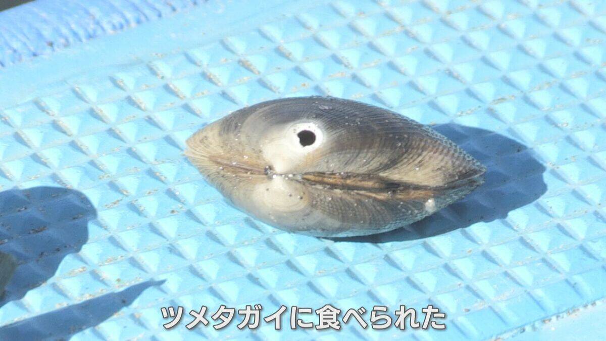 愛知で大粒･濃厚なカキが楽しめる!? “養殖カキ”の販売スタート 背景にはアサリの深刻な不漁｢年収は6分の1に｣