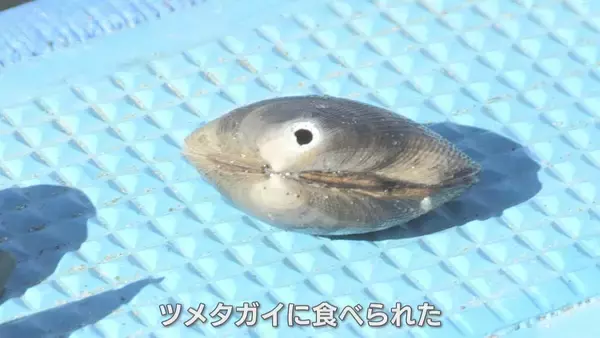 「愛知で大粒･濃厚なカキが楽しめる!? “養殖カキ”の販売スタート 背景にはアサリの深刻な不漁｢年収は6分の1に｣」の画像