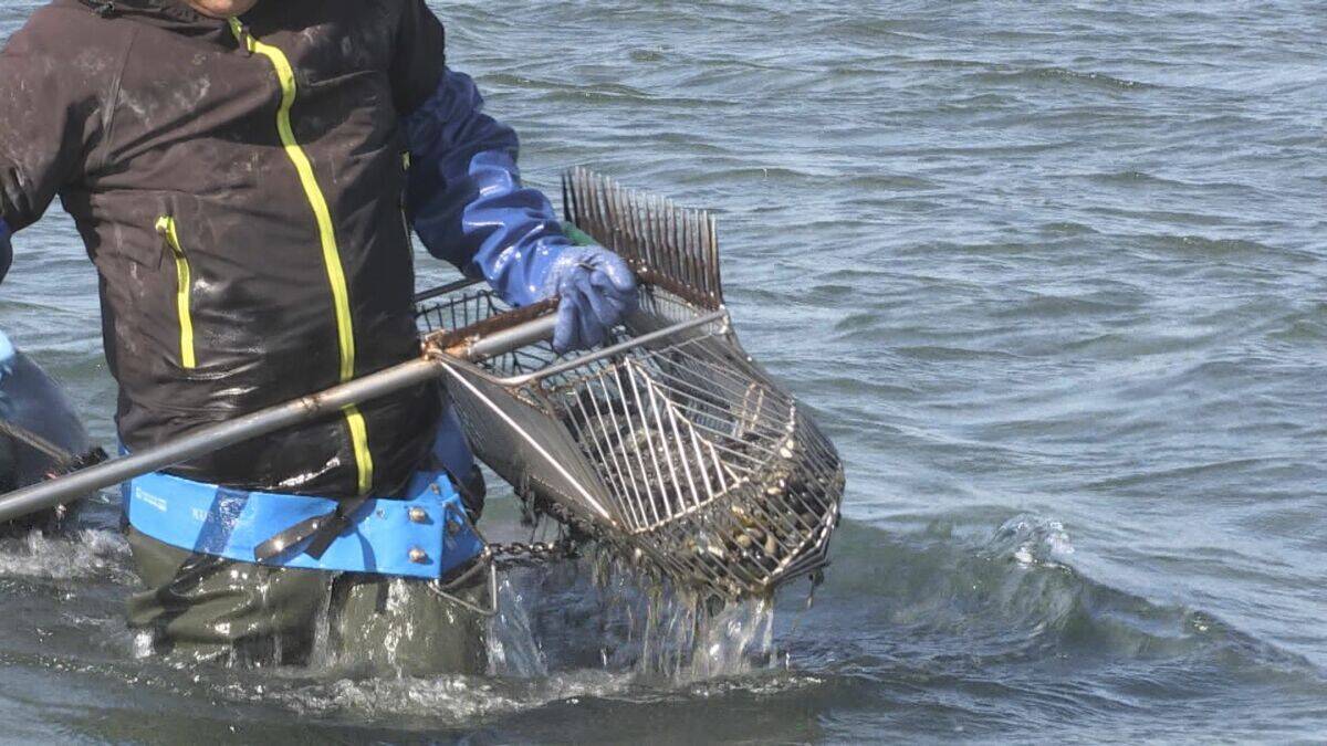 愛知で大粒･濃厚なカキが楽しめる!? “養殖カキ”の販売スタート 背景にはアサリの深刻な不漁｢年収は6分の1に｣