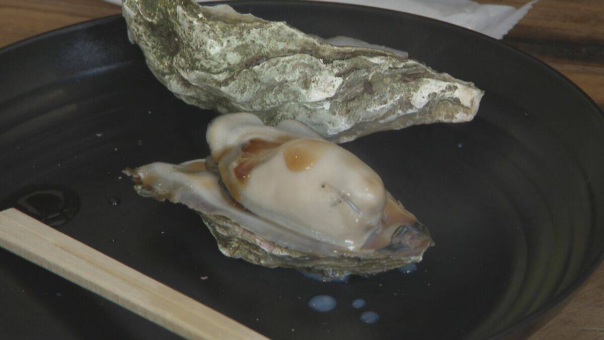 愛知で大粒･濃厚なカキが楽しめる!? “養殖カキ”の販売スタート 背景にはアサリの深刻な不漁｢年収は6分の1に｣