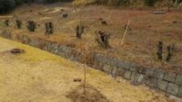 ｢桜の木｣6本が何者かに切断される 今年2月に植樹されたばかり… 170センチ 直径2センチほど 前日の見回りでは異常確認されず 三重･鈴鹿市