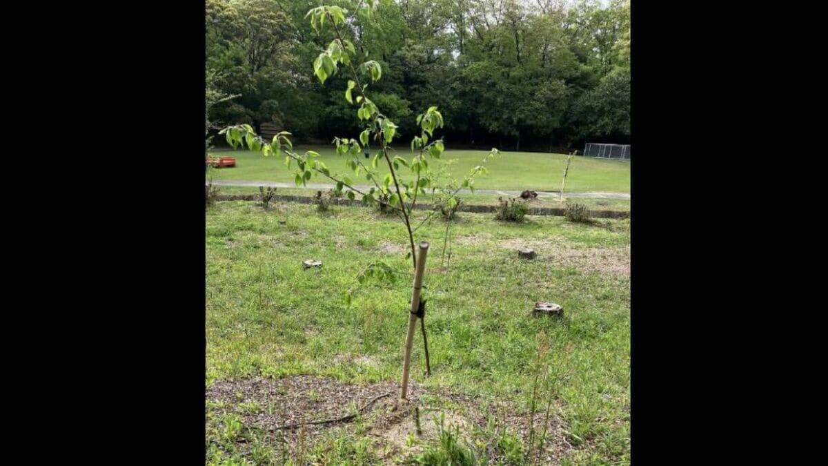 ｢桜の木｣6本が何者かに切断される 今年2月に植樹されたばかり… 170センチ 直径2センチほど 前日の見回りでは異常確認されず 三重･鈴鹿市