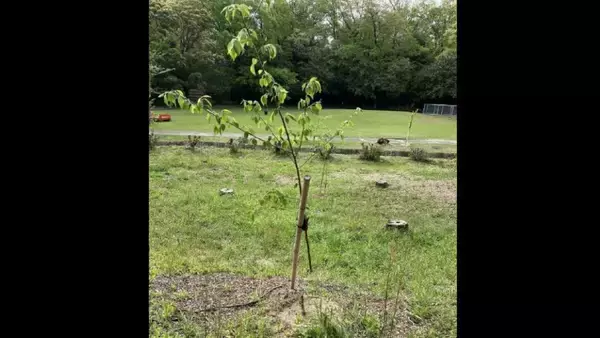 「｢桜の木｣6本が何者かに切断される 今年2月に植樹されたばかり… 170センチ 直径2センチほど 前日の見回りでは異常確認されず 三重･鈴鹿市」の画像