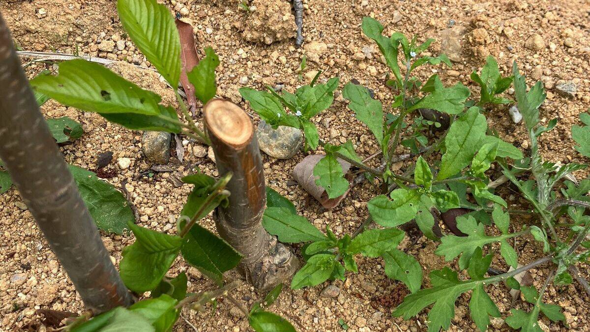 ｢桜の木｣6本が何者かに切断される 今年2月に植樹されたばかり… 170センチ 直径2センチほど 前日の見回りでは異常確認されず 三重･鈴鹿市