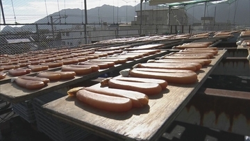 からすみ作り最盛期 ボラの不漁で価格は5000円から2万円ほどで全国へ 創業100年超の店で天日干し作業 三重・尾鷲市