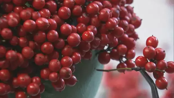 「“難を転ずる”「南天玉」作りが最盛期　岐阜・郡上市」の画像