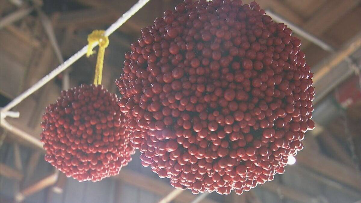 “難を転ずる”「南天玉」作りが最盛期　岐阜・郡上市
