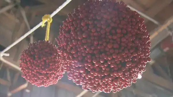 「“難を転ずる”「南天玉」作りが最盛期　岐阜・郡上市」の画像