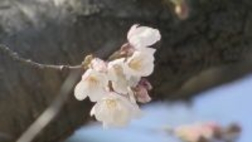 【速報】名古屋で桜開花 2023年などと並び観測史上最も早い 満開は3月26日予想