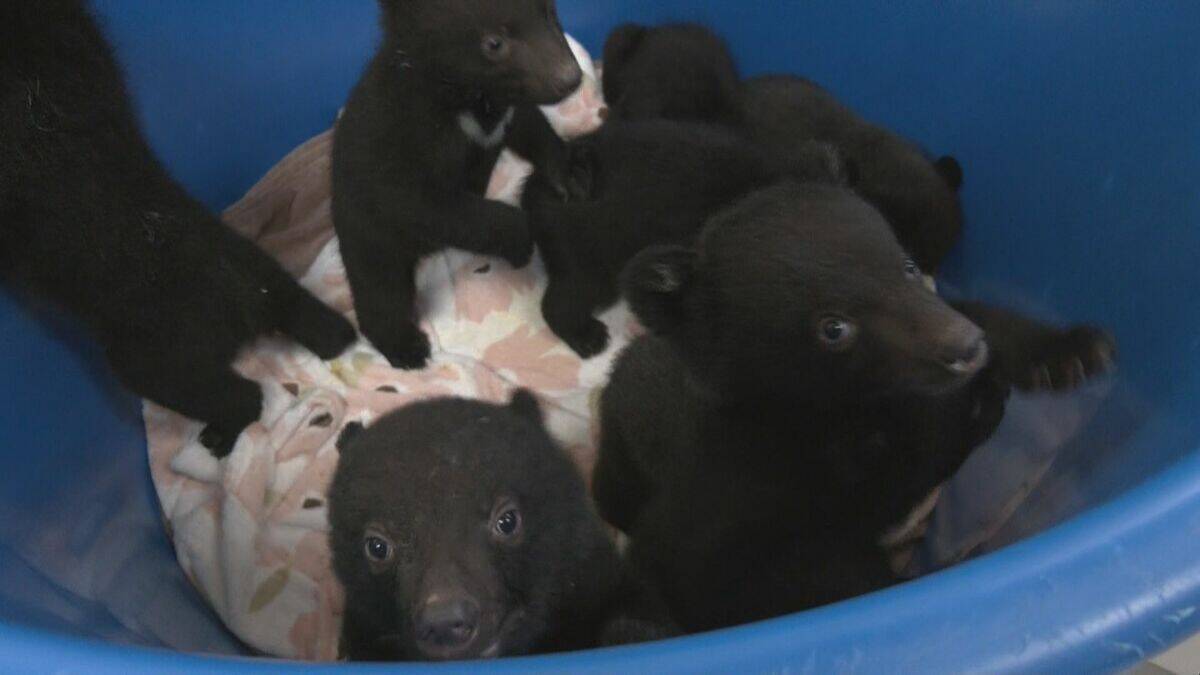 クマの赤ちゃんと記念撮影 ツキノワグマ11頭誕生した奥飛騨クマ牧場 1日3回のミルクで3キロほどに 岐阜･高山市