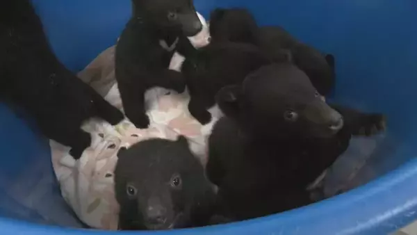 「クマの赤ちゃんと記念撮影 ツキノワグマ11頭誕生した奥飛騨クマ牧場 1日3回のミルクで3キロほどに 岐阜･高山市」の画像