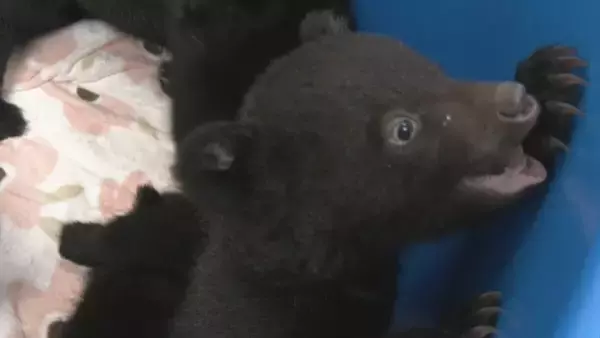 「クマの赤ちゃんと記念撮影 ツキノワグマ11頭誕生した奥飛騨クマ牧場 1日3回のミルクで3キロほどに 岐阜･高山市」の画像