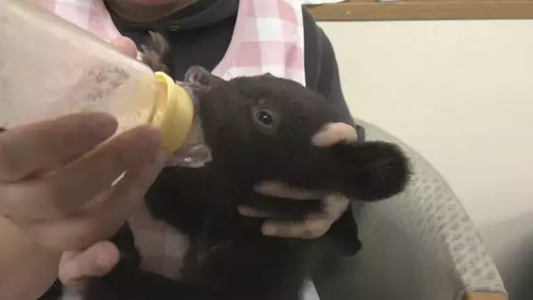 「クマの赤ちゃんと記念撮影 ツキノワグマ11頭誕生した奥飛騨クマ牧場 1日3回のミルクで3キロほどに 岐阜･高山市」の画像
