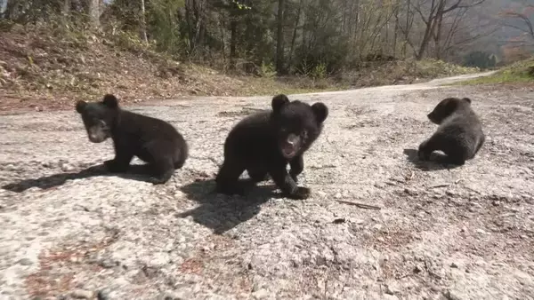 「クマの赤ちゃんと記念撮影 ツキノワグマ11頭誕生した奥飛騨クマ牧場 1日3回のミルクで3キロほどに 岐阜･高山市」の画像