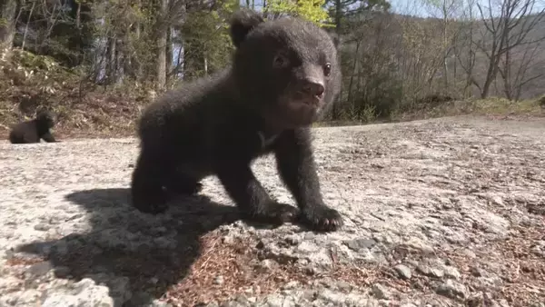 「クマの赤ちゃんと記念撮影 ツキノワグマ11頭誕生した奥飛騨クマ牧場 1日3回のミルクで3キロほどに 岐阜･高山市」の画像