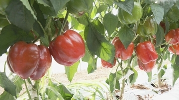 肉厚でみずみずしいブランド野菜 真っ赤な「飛騨パプリカ」秋にはりんごのように甘い　岐阜・高山市の東農園では1日5000個収穫中