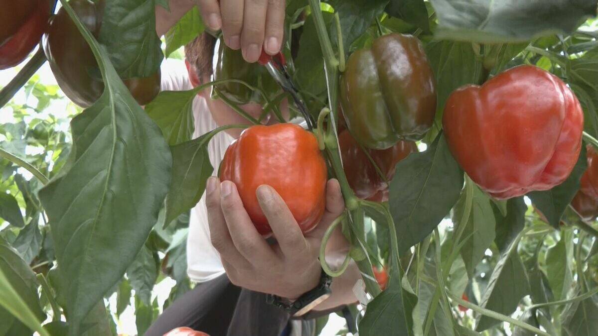 肉厚でみずみずしいブランド野菜 真っ赤な「飛騨パプリカ」秋にはりんごのように甘い　岐阜・高山市の東農園では1日5000個収穫中