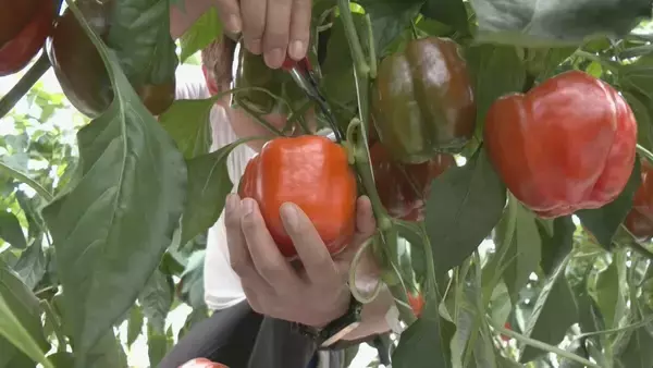 「肉厚でみずみずしいブランド野菜 真っ赤な「飛騨パプリカ」秋にはりんごのように甘い　岐阜・高山市の東農園では1日5000個収穫中」の画像