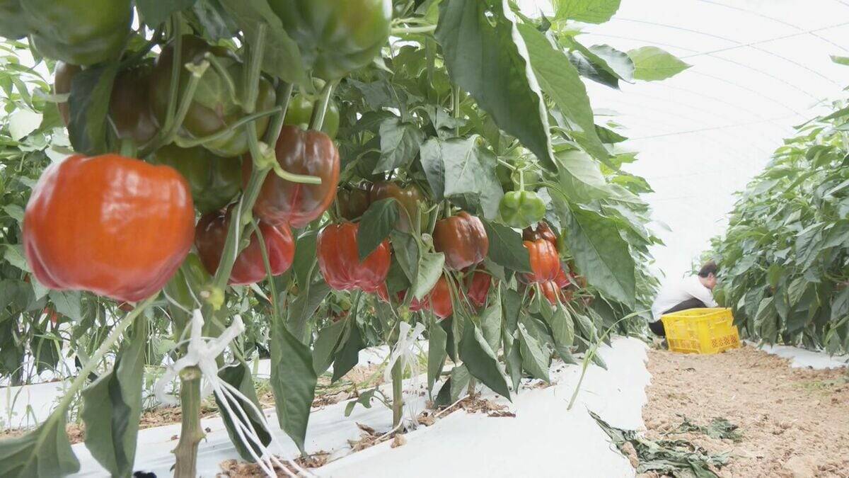 肉厚でみずみずしいブランド野菜 真っ赤な「飛騨パプリカ」秋にはりんごのように甘い　岐阜・高山市の東農園では1日5000個収穫中