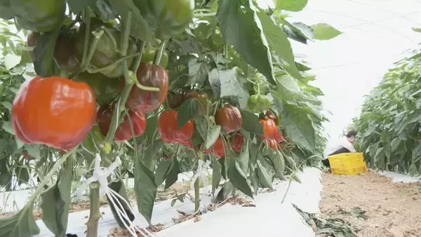 「肉厚でみずみずしいブランド野菜 真っ赤な「飛騨パプリカ」秋にはりんごのように甘い　岐阜・高山市の東農園では1日5000個収穫中」の画像