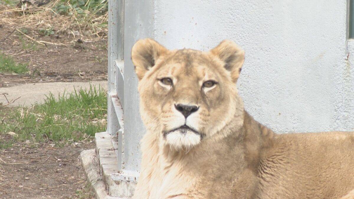 名古屋城・東山動植物園“他都市並みに”値上げへ 新年度予算案は｢アジア･アジアパラ全力｣ 大会関連経費に846億円