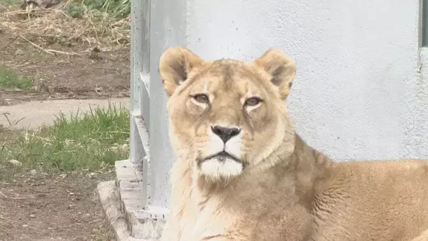 「名古屋城・東山動植物園“他都市並みに”値上げへ 新年度予算案は｢アジア･アジアパラ全力｣ 大会関連経費に846億円」の画像
