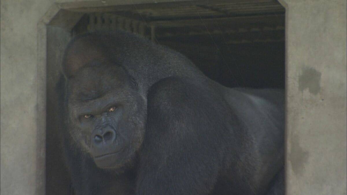 名古屋城・東山動植物園“他都市並みに”値上げへ 新年度予算案は｢アジア･アジアパラ全力｣ 大会関連経費に846億円
