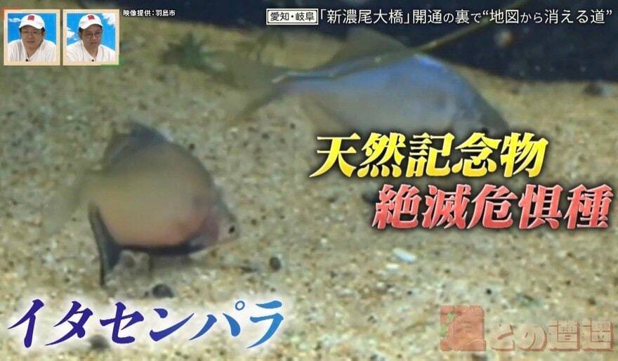 途中で途切れた“不可解な道”!? 地図から消える道も…愛知・岐阜の“橋にまつわる道”を調査【道との遭遇】