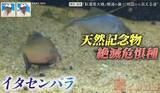 「途中で途切れた“不可解な道”!? 地図から消える道も…愛知・岐阜の“橋にまつわる道”を調査【道との遭遇】」の画像3