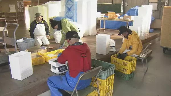 大粒で砂抜きいらず「渥美垂下あさり」出荷始まる　ふるさと納税の返礼品にも　愛知・田原市