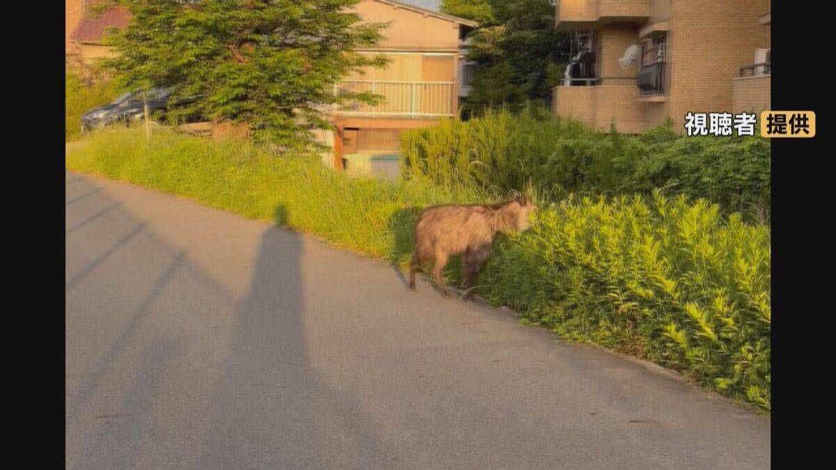 列車にぶつかったとみられる｢ニホンカモシカ｣ うずくまる様子も… 公園で捕獲 名古屋市内で目撃情報相次ぐ