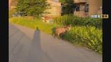 「列車にぶつかったとみられる｢ニホンカモシカ｣ うずくまる様子も… 公園で捕獲 名古屋市内で目撃情報相次ぐ」の画像2