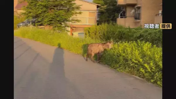 「列車にぶつかったとみられる｢ニホンカモシカ｣ うずくまる様子も… 公園で捕獲 名古屋市内で目撃情報相次ぐ」の画像