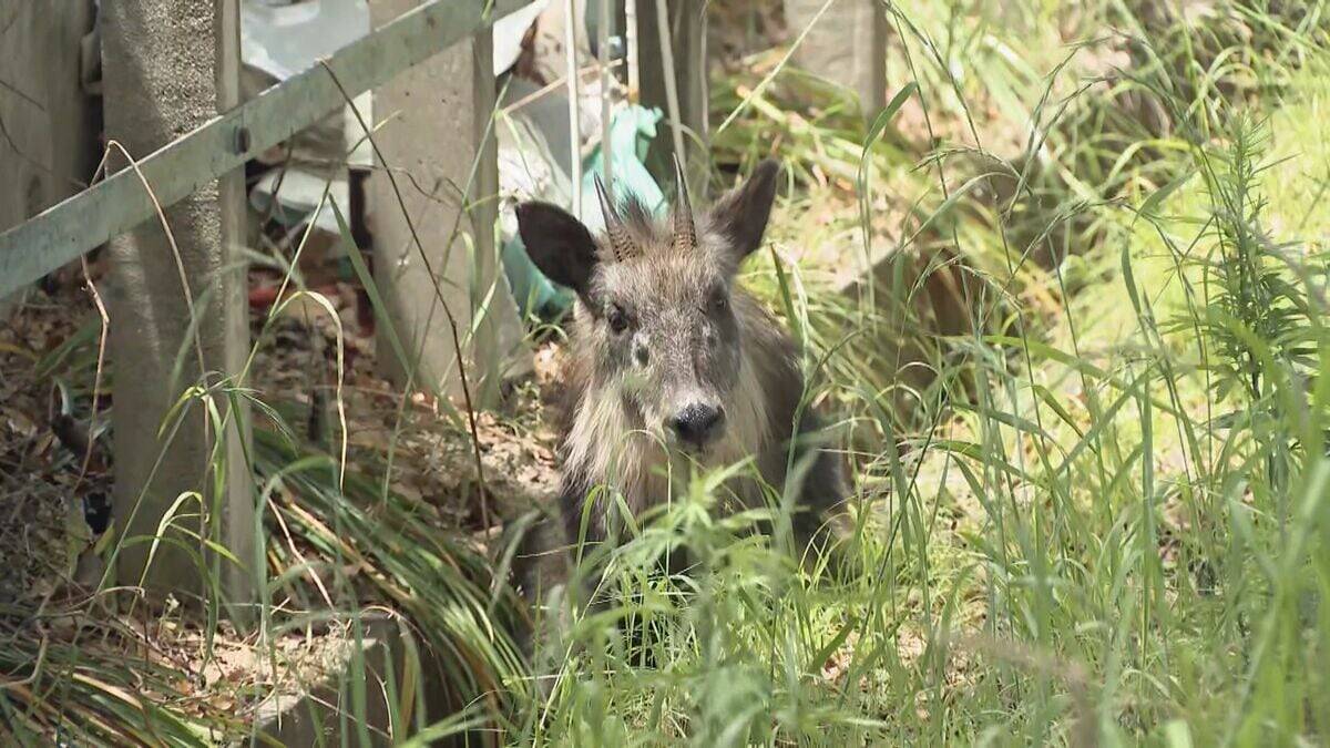 列車にぶつかったとみられる｢ニホンカモシカ｣ うずくまる様子も… 公園で捕獲 名古屋市内で目撃情報相次ぐ