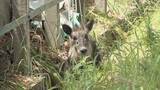 「列車にぶつかったとみられる｢ニホンカモシカ｣ うずくまる様子も… 公園で捕獲 名古屋市内で目撃情報相次ぐ」の画像4