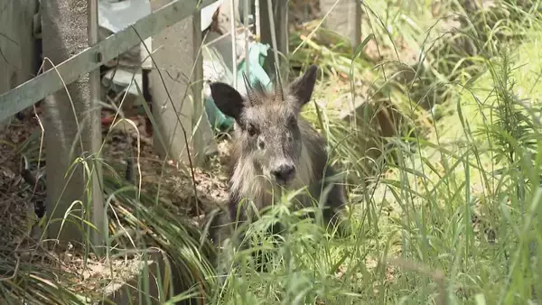 「列車にぶつかったとみられる｢ニホンカモシカ｣ うずくまる様子も… 公園で捕獲 名古屋市内で目撃情報相次ぐ」の画像