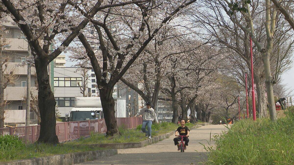 桜×電車の絶景コラボ 線路沿いで満開に… 名古屋･金山駅近く【動画】