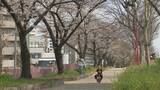 「桜×電車の絶景コラボ 線路沿いで満開に… 名古屋･金山駅近く【動画】」の画像10