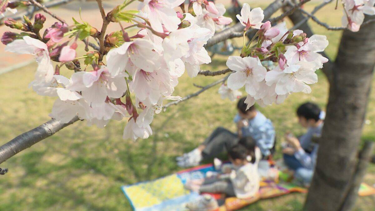 桜×電車の絶景コラボ 線路沿いで満開に… 名古屋･金山駅近く【動画】