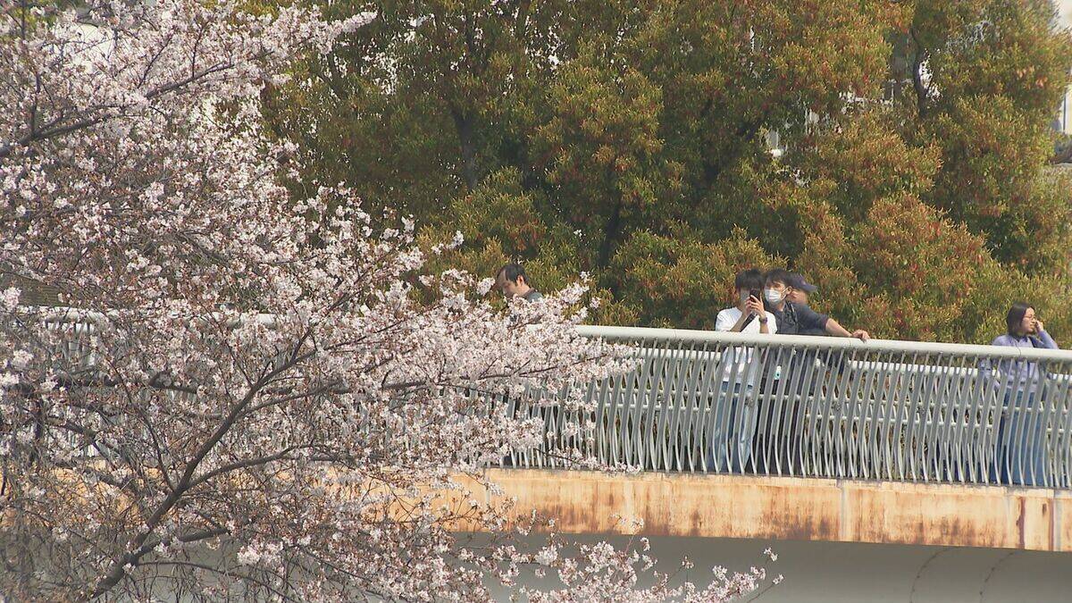 桜×電車の絶景コラボ 線路沿いで満開に… 名古屋･金山駅近く【動画】
