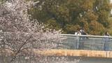 「桜×電車の絶景コラボ 線路沿いで満開に… 名古屋･金山駅近く【動画】」の画像6