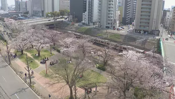 「桜×電車の絶景コラボ 線路沿いで満開に… 名古屋･金山駅近く【動画】」の画像
